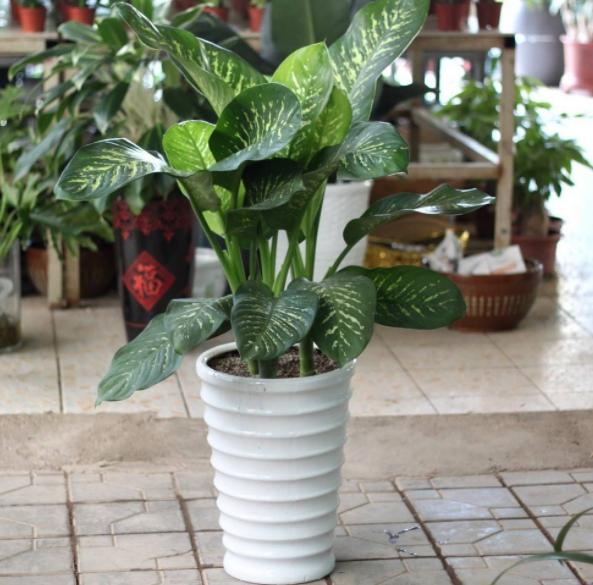 乔迁新居的植物推荐有哪些,乔迁新居购买什么植物好