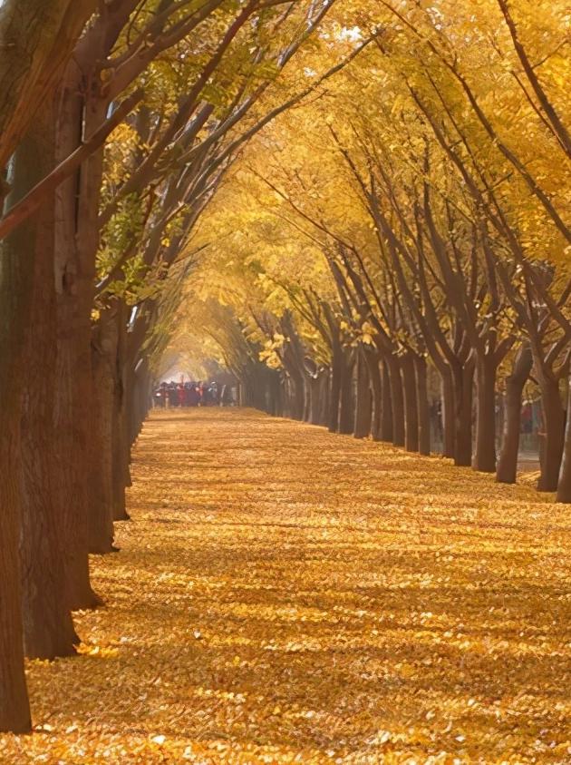 江苏省徐州市哪些区,江苏省徐州市有什么区