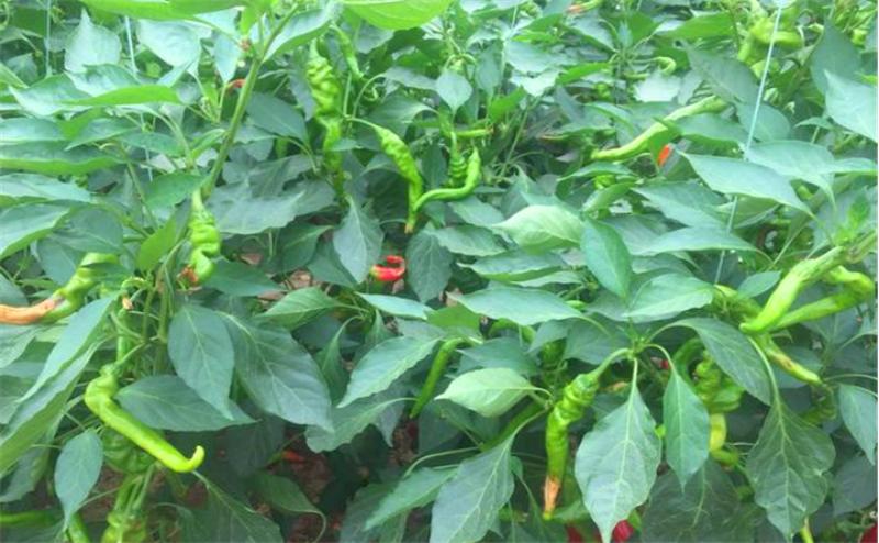 高温天气晒伤怎么处理最好,天气热辣椒晒伤怎么办