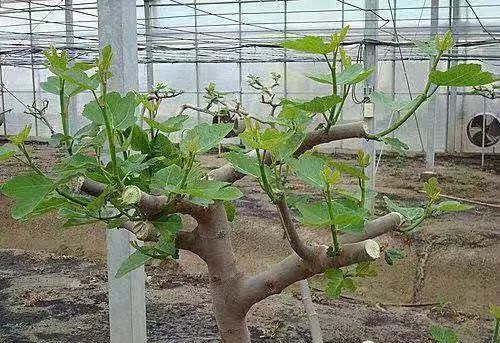 想自己种一棵树,想种自己的树