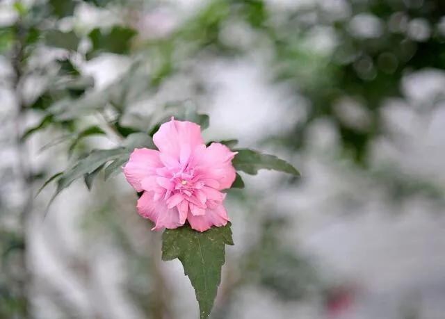 世界各国国花寓意浪漫,亚洲国花是哪个国家