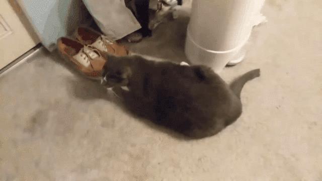 2分钟,夺走小猫咪的命