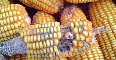 食物发霉后，没长霉的地方还能吃吗？医生直言：这几种食物放心吃