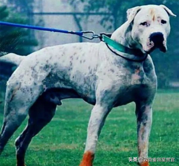 猛兽库达犬打架,猛兽库达犬性格