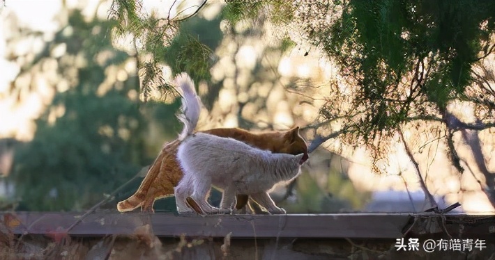 北大猫咪图鉴,中国人民大学猫咪图鉴