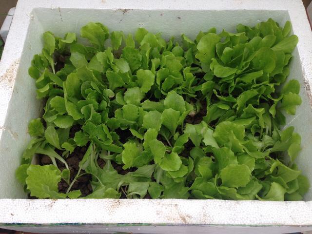 阳台养的菜苗蔫了怎么办,在阳台种的菜苗又细又高