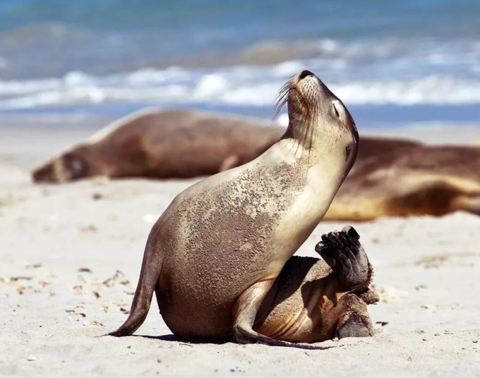 让黄晓明上瘾的南澳大利亚，到底有什么魔力？