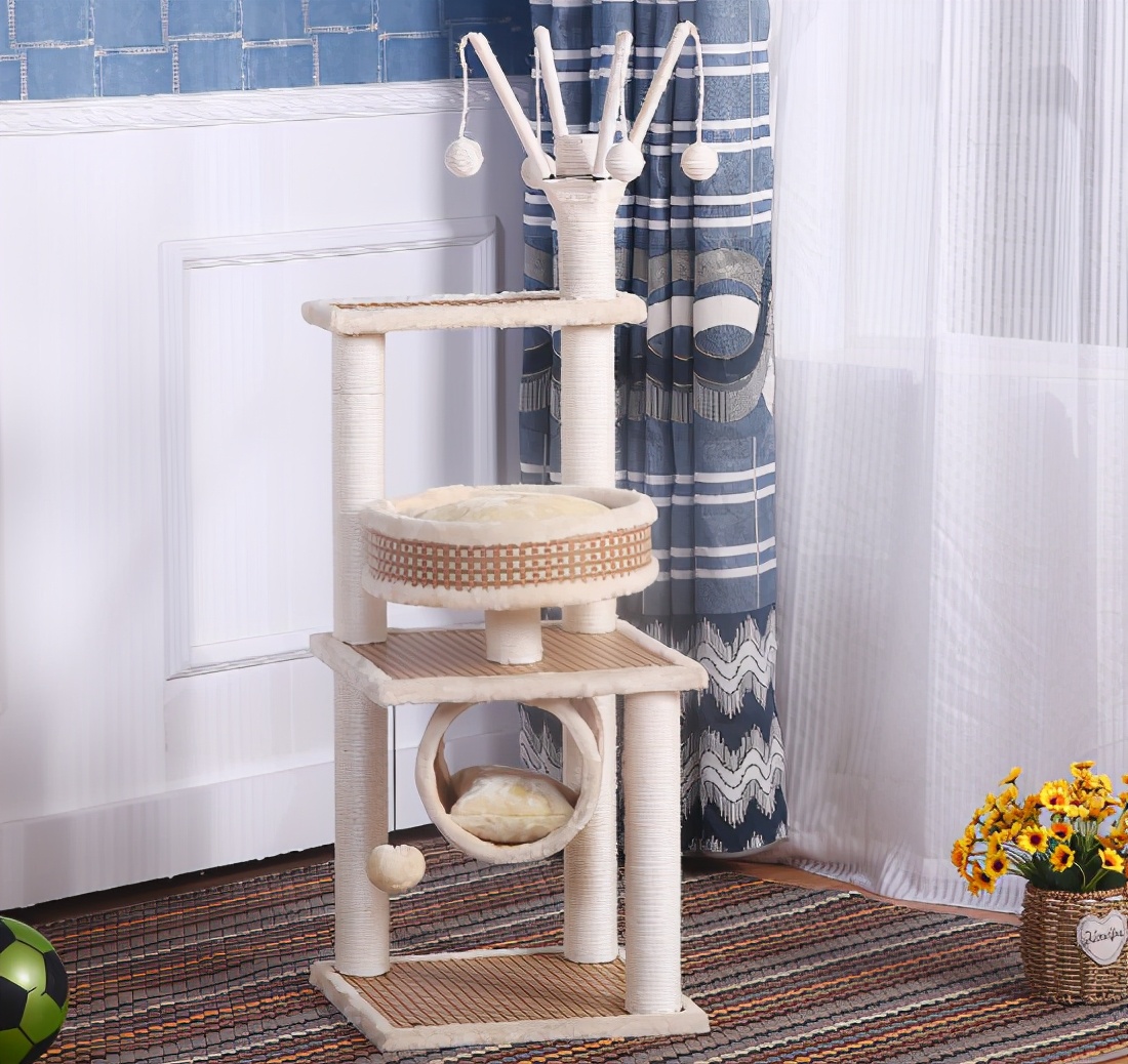 养小猫攻略,养2个月小猫攻略