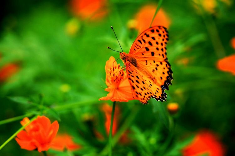 原创蝴蝶恋花,蝶恋花蝴蝶原唱