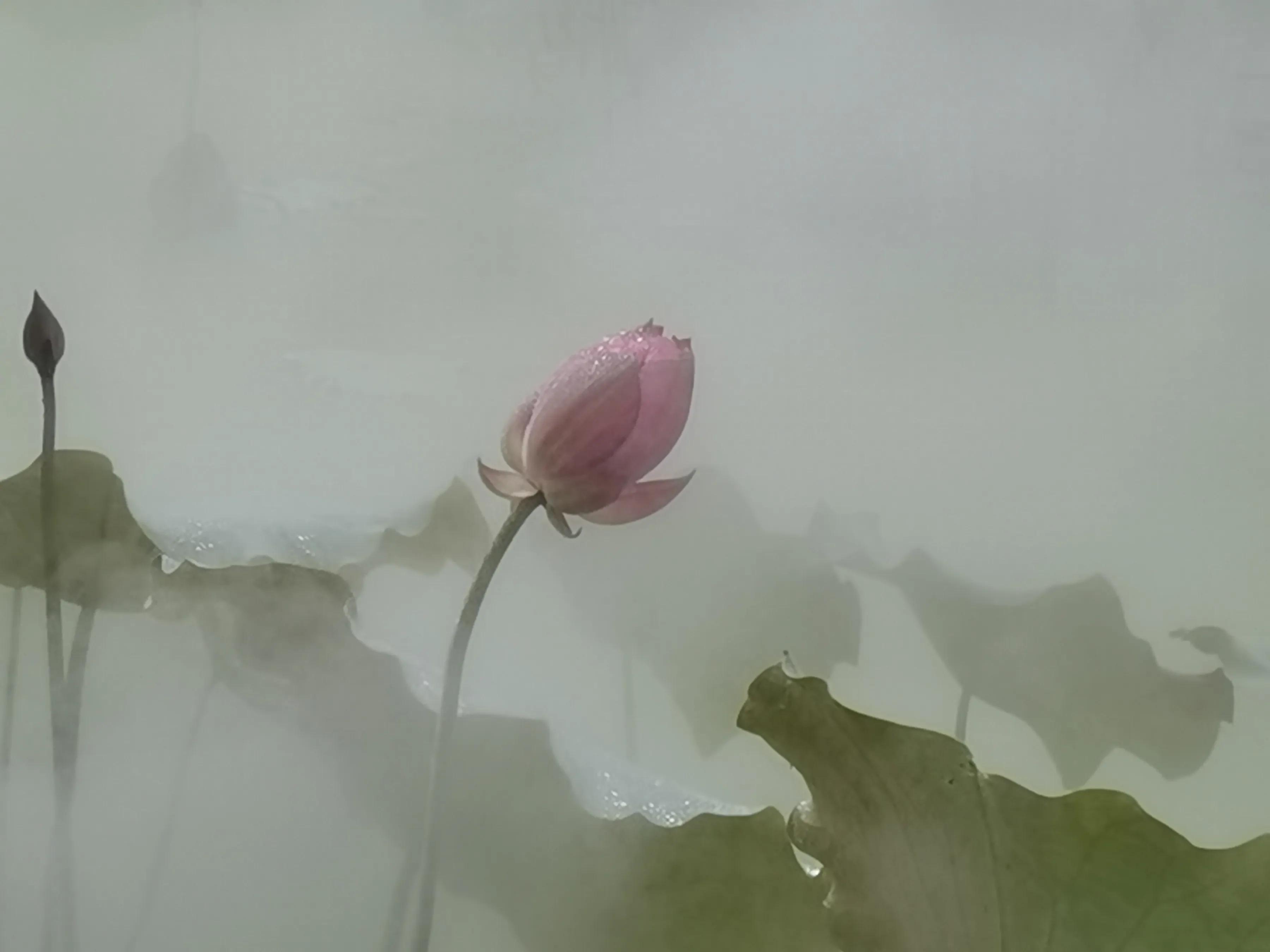 手拍世界作品集402期,2022年世界手机摄影大赛征稿