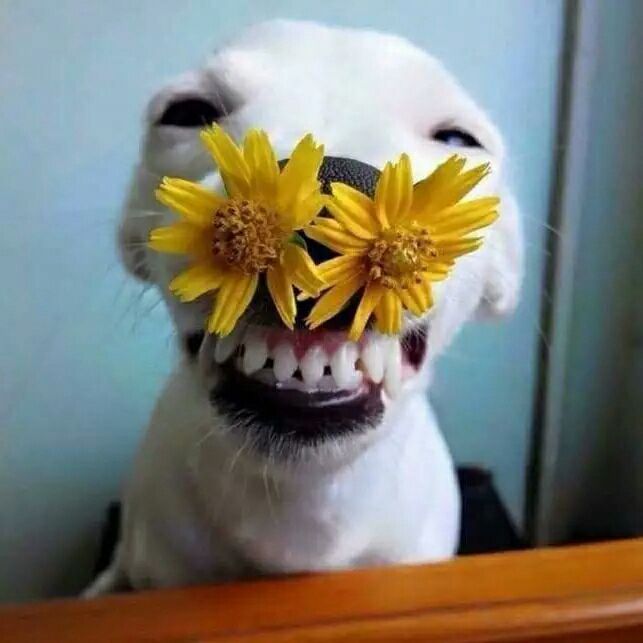 爱上了像大黑这样的人，是另一种幸福，简单的幸福