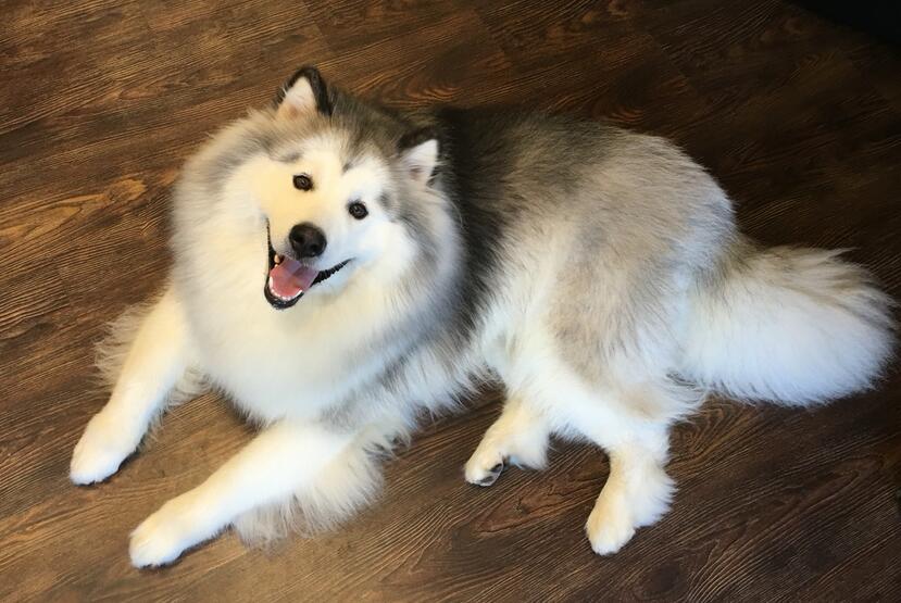 第一次养狗狗要注意什么萨摩耶,第1次养阿拉斯加需要准备什么