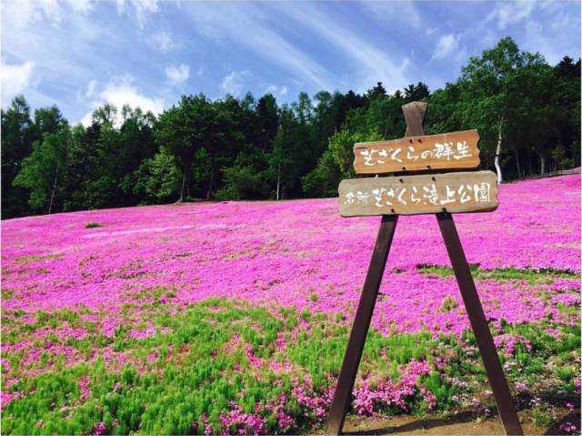 等你盛开，北海道之樱（文末也有福利在等你）