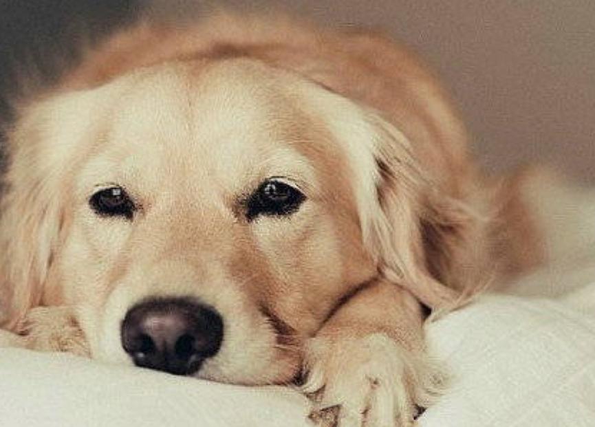 金毛犬幼犬拉稀有血,金毛犬拉稀是什么原因造成的