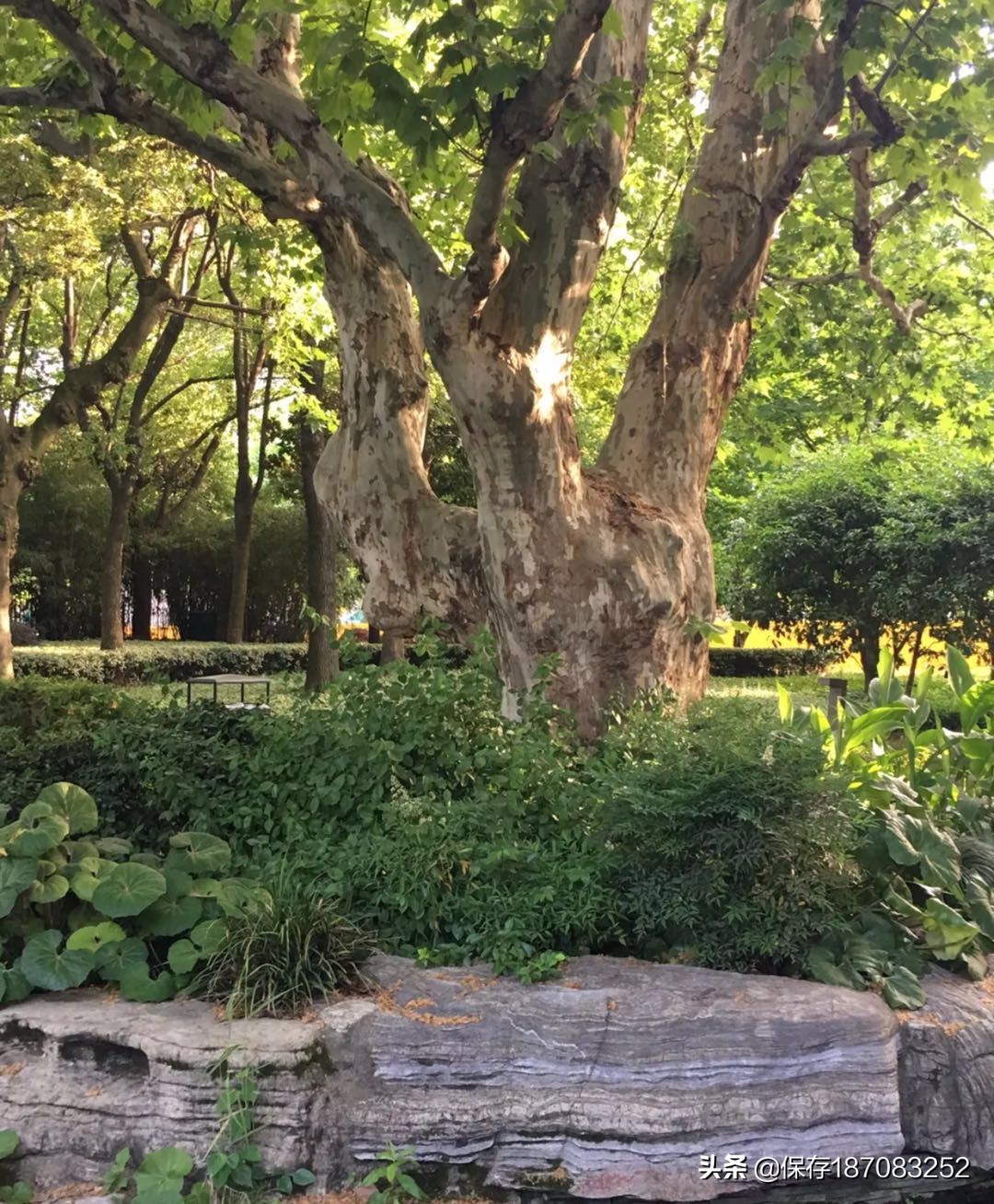 上海黄浦公园潮汐表下载,上海黄浦公园