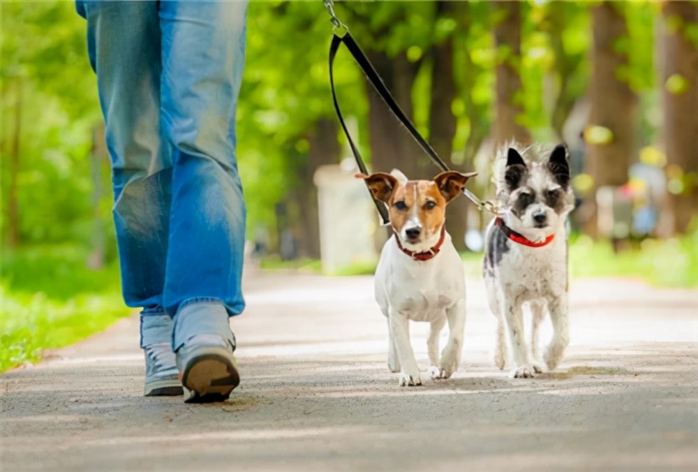 狗狗不吃狗粮怎么办小视频,狗狗不吃狗粮怎么办博美
