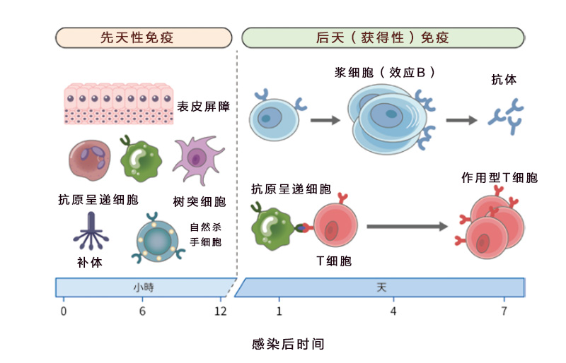 免疫力低下怎么办最好的方法,免疫力低下应该怎么办
