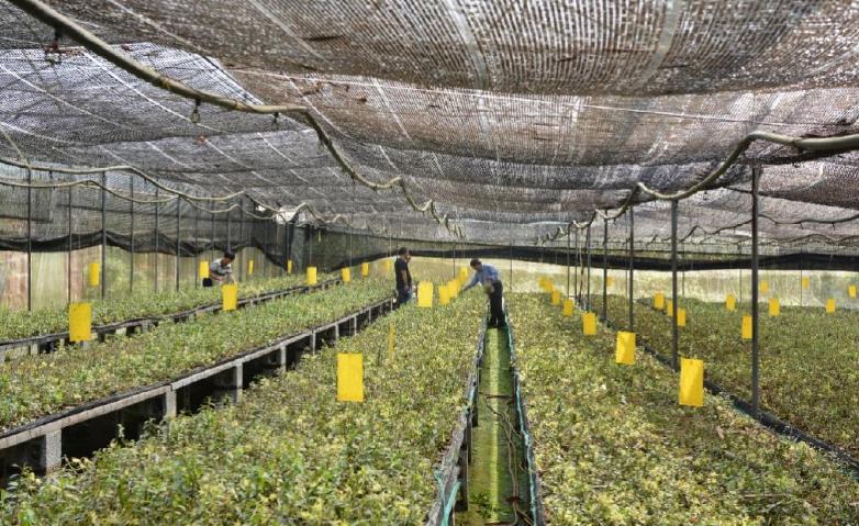 云南广南县铁皮石斛种植基地,铁皮石斛临安种植基地