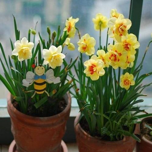 室内用水栽培大蒜的方法,刚种下的盆栽大蒜能晒太阳吗