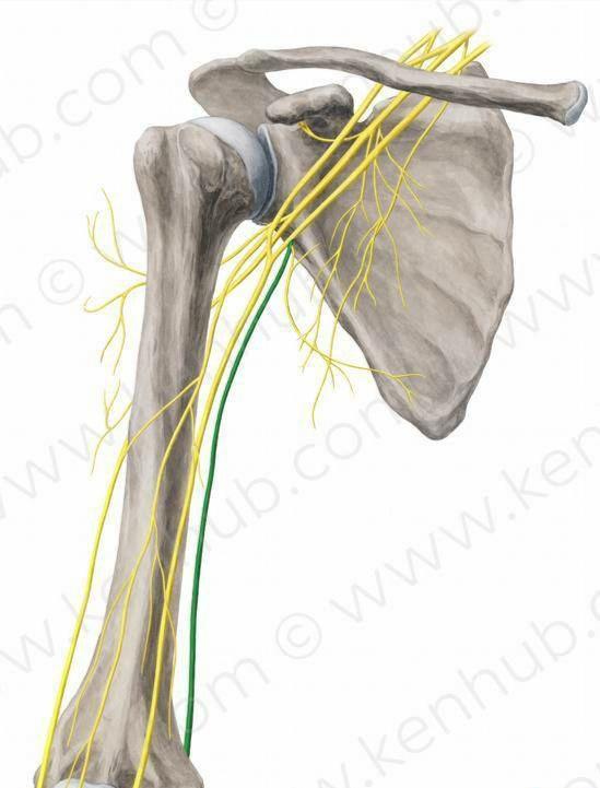 肌肉紧张？手臂发麻？你需要这套简单实用的瑜伽理疗方案