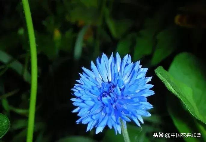 100种鲜花的花语樱花,100种不同花的花语