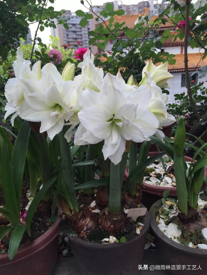 教你让朱顶红爆盆技巧