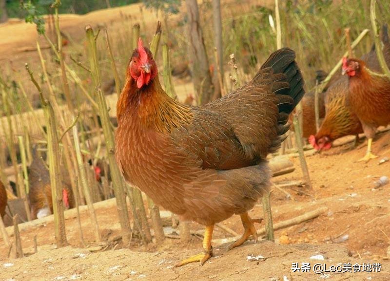 广东清炖鸡整只,广东正宗盐焗咸香鸡