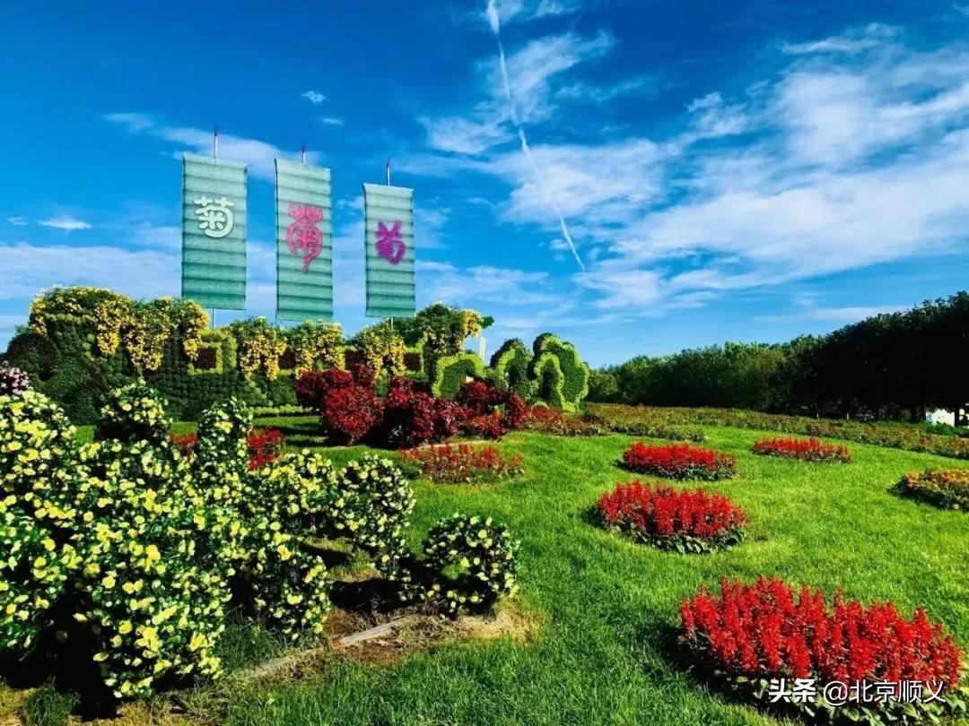 北京国际鲜花港菊花展购买门票,北京国际鲜花港菊花展