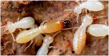 专业白蚁防治价格,防治白蚁最好的方法