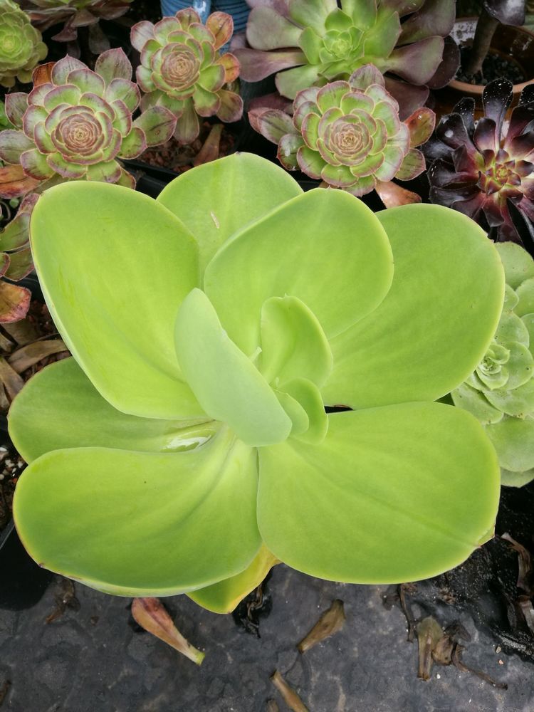 误打误撞的多肉情缘,带我走进多肉小世界!