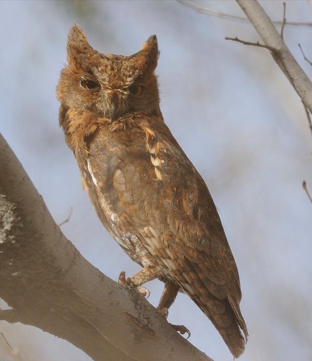 东江揽胜:收集常见鸟类图谱之猛禽篇,摄鸟人自留地,建议收藏