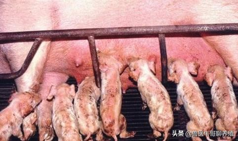 小猪细菌性拉稀和病毒性拉稀区分,小猪拉稀怎么治疗好得快