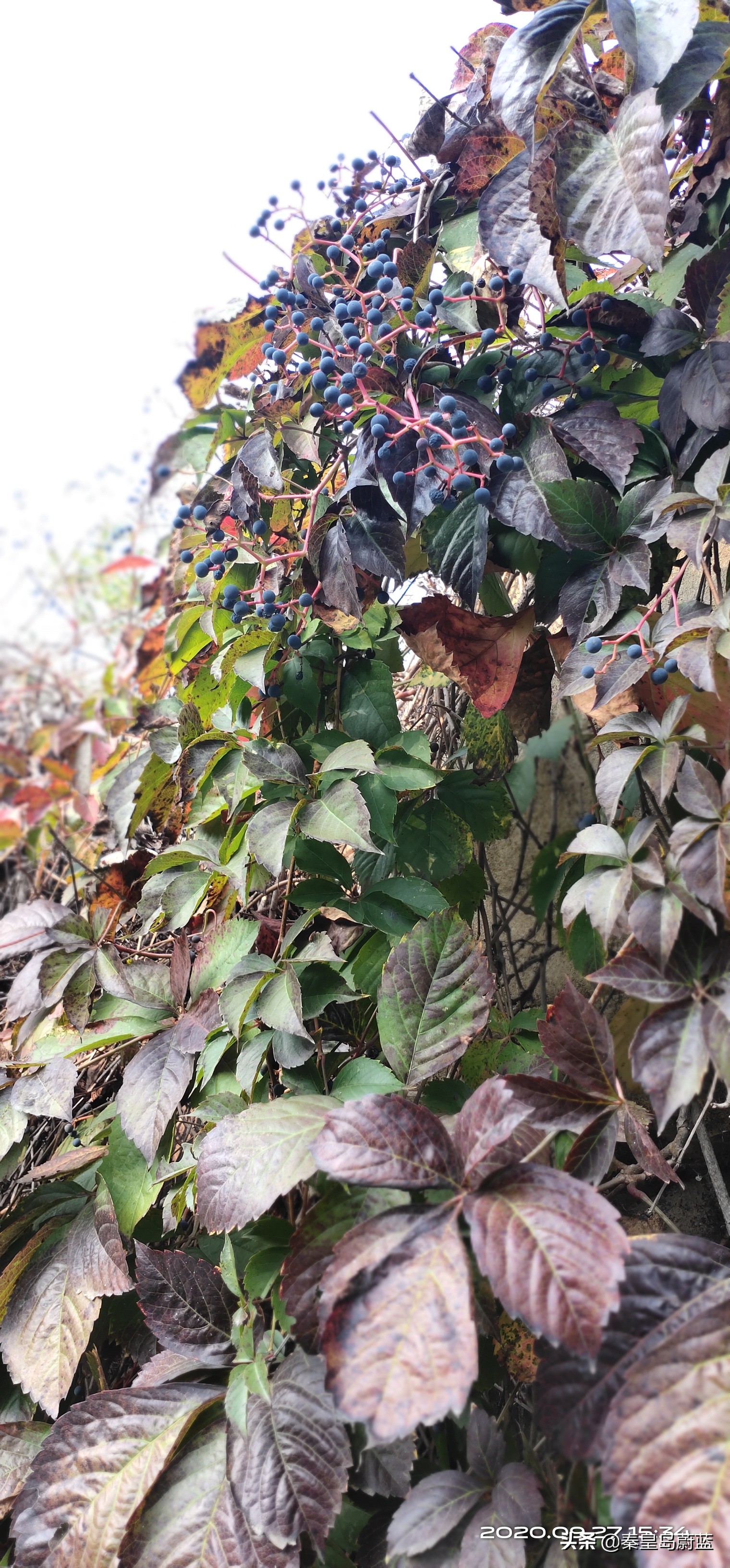 北戴河怪楼奇园来历,北戴河怪楼奇园视频