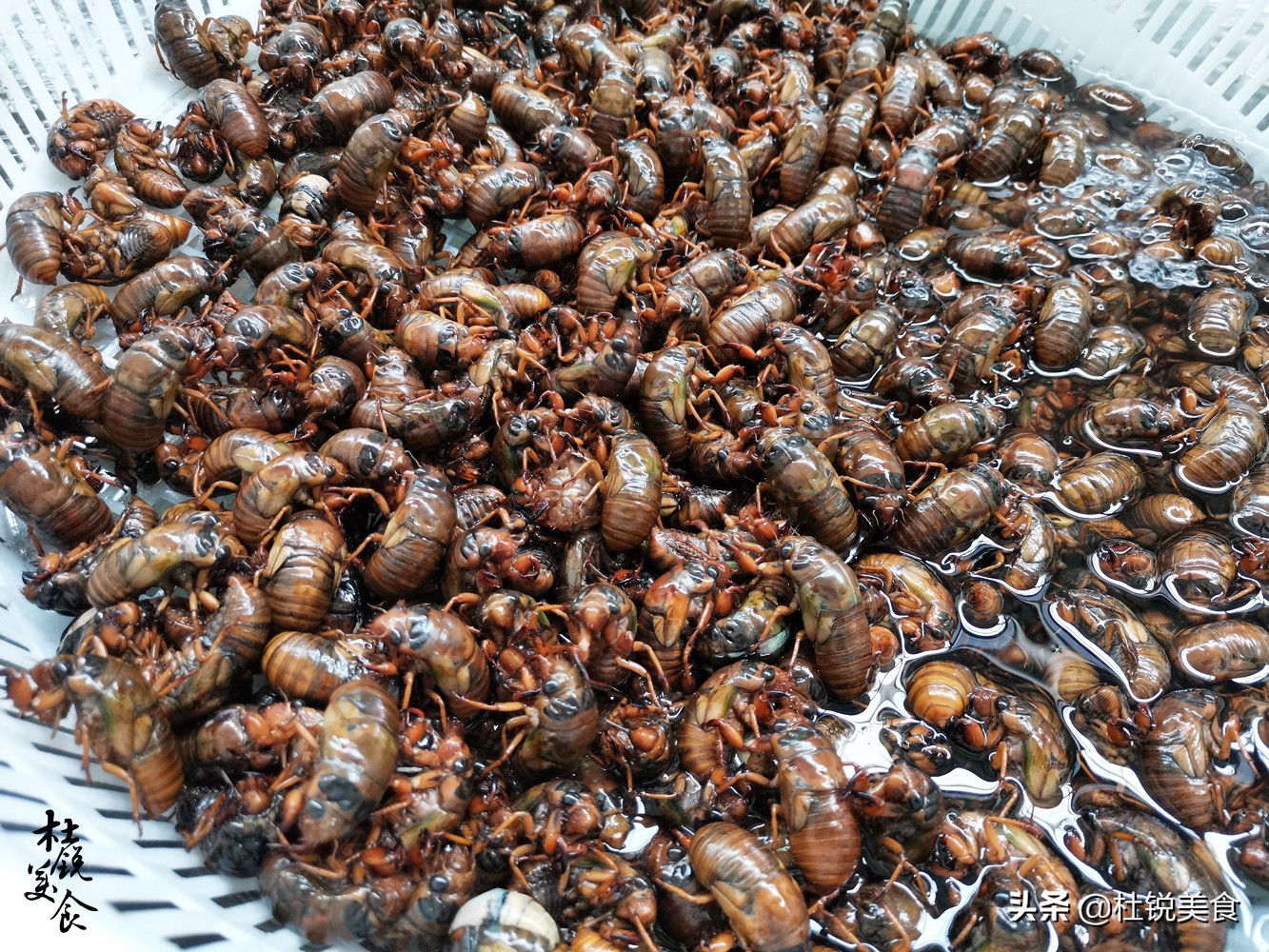 捉蝉窍门,捉蝉秘诀