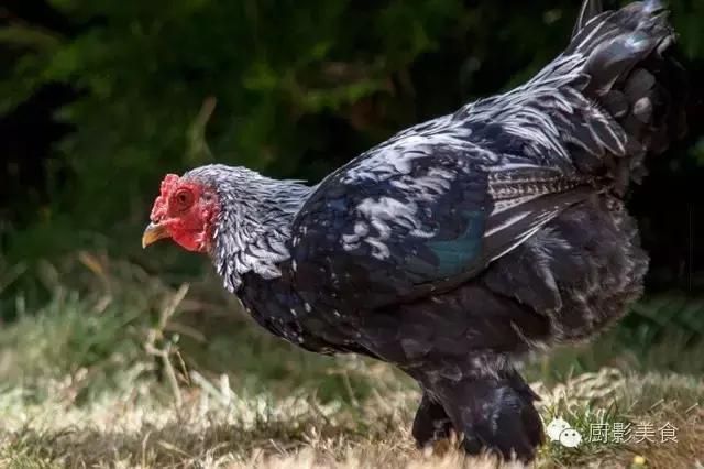 全世界的鸡都在这了，有你认识的吗？