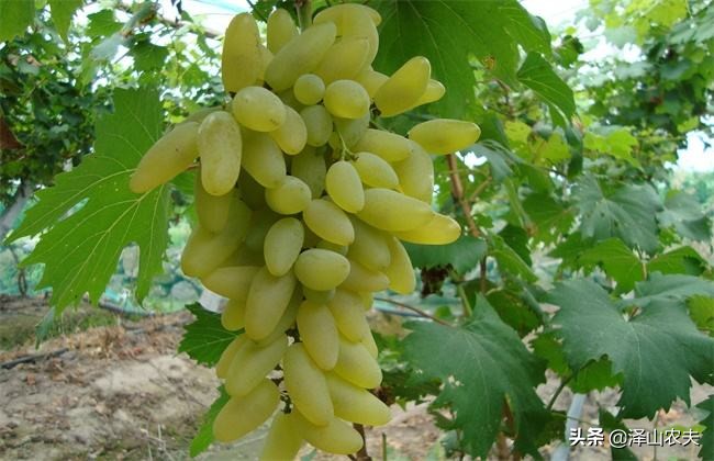 金手指葡萄如何种植,金手指与美人指葡萄哪个易种植