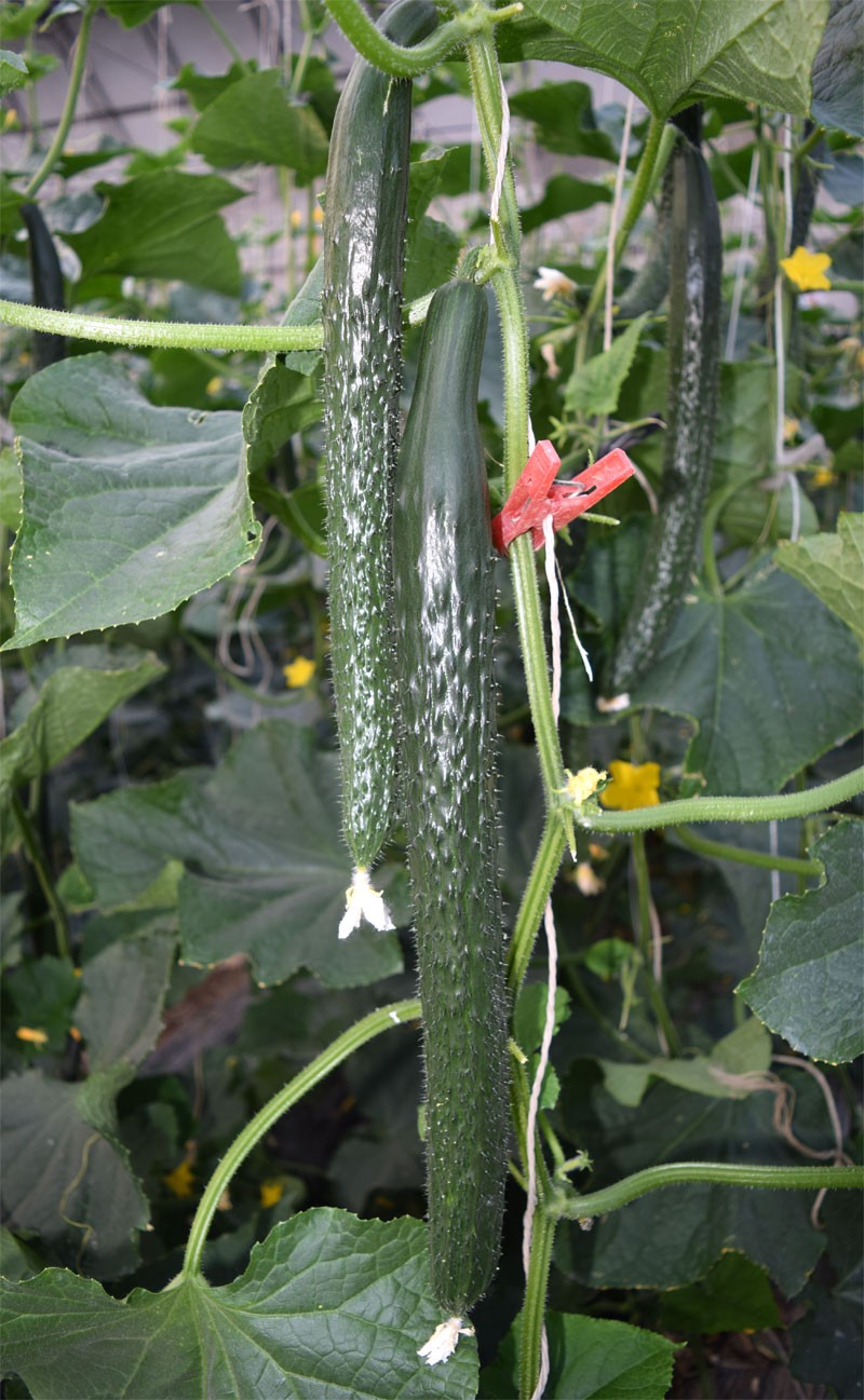 新品种黄瓜视频,黄瓜新品种大集合