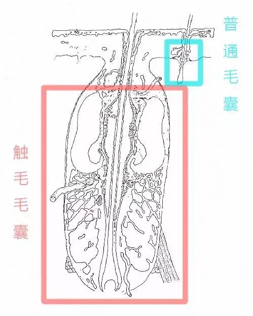 猫咪尿闭和拉稀怎么区分,拽猫尾巴拉稀