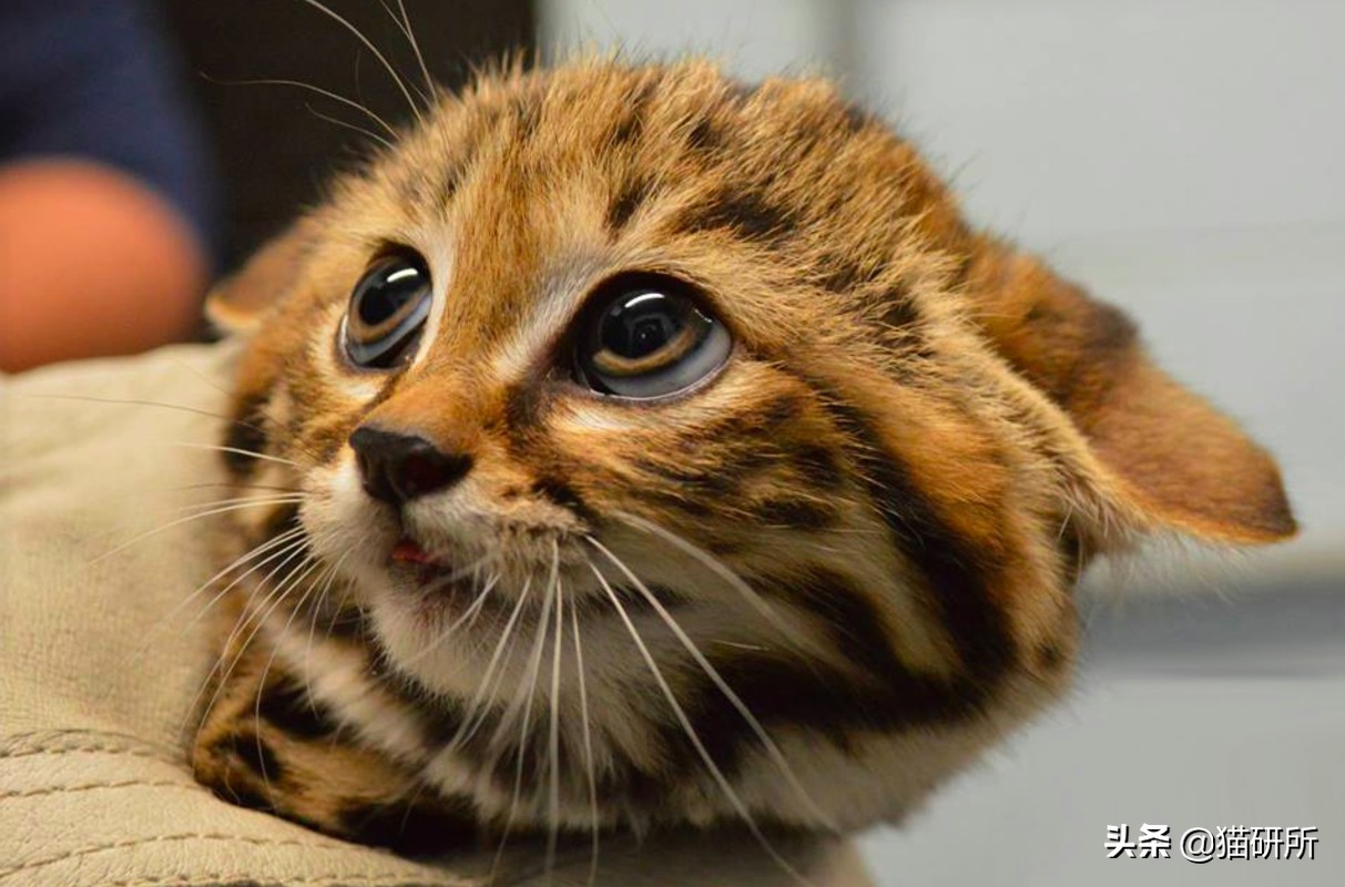 猫咪被家暴怎么走出心理阴影,对猫实施过暴力怎么办