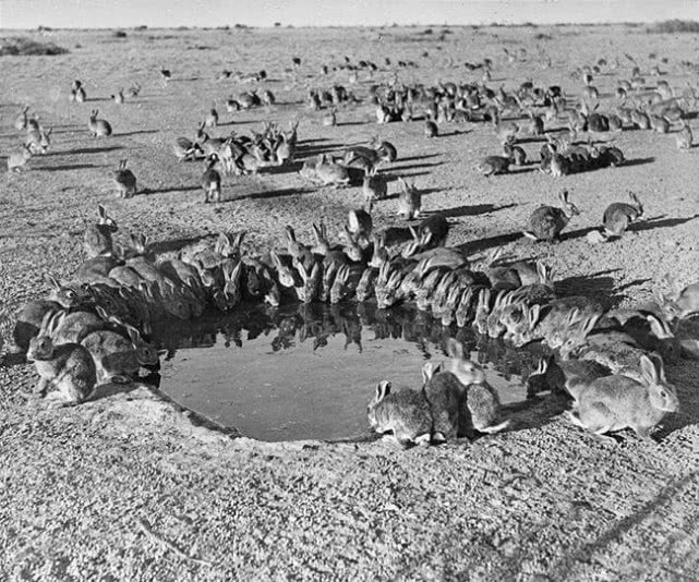 澳大利亚是如何被兔子攻陷的,兔子入侵的国家有哪些