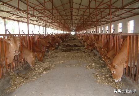 肉牛养殖肉牛保健与常见疾病防治,肉牛疾病诊断治疗方案