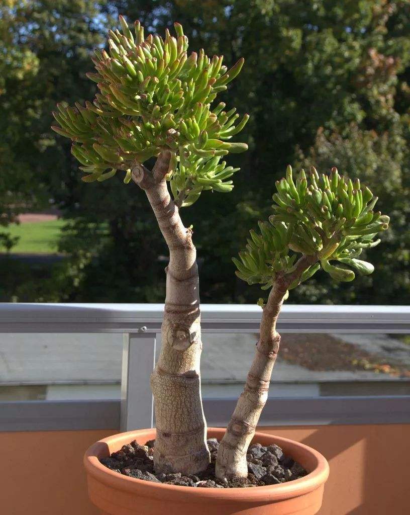 玉树换盆半个月了怎么还黄叶呢,玉树黄叶是怎么回事