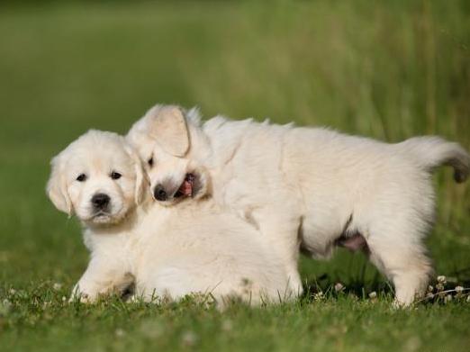 小金毛犬多少钱一只纯种,纯种金毛犬幼犬一般多少钱一只