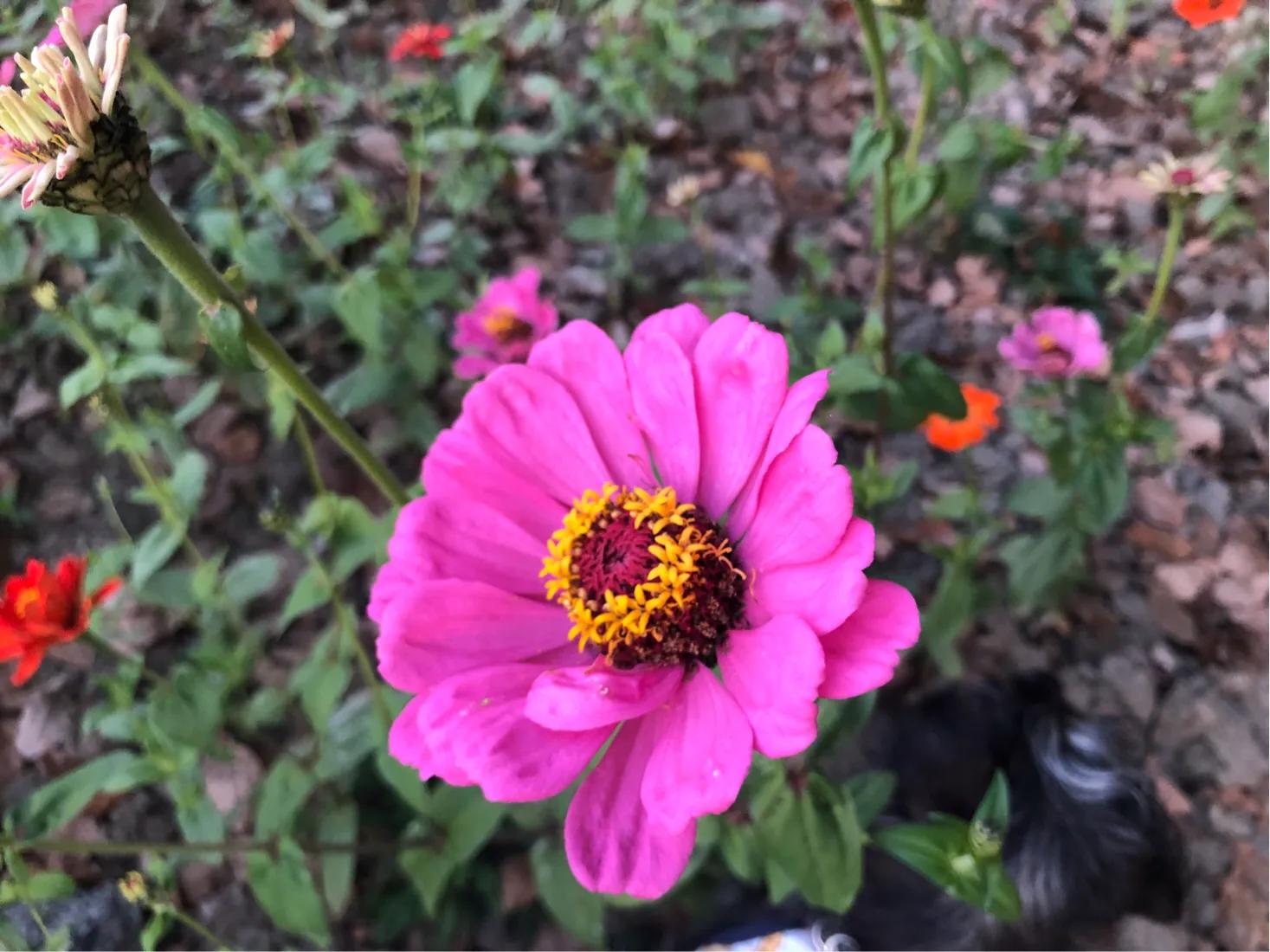 肛周囊肿一般是痔疮引起的吗,肛周囊肿是皮下囊肿吗