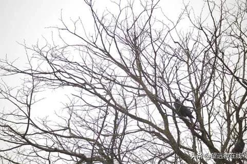 望远镜apo代表什么 (ed望远镜和apo望远镜区别)