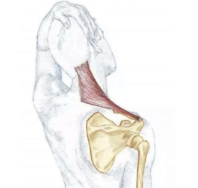 孕期喘不上气吸氧有用吗,孕期经常吃完饭后喘不上来气