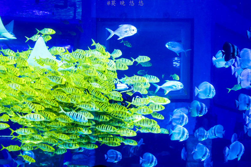 海洋极地海洋世界攻略,正佳极地海洋世界白鲸海象