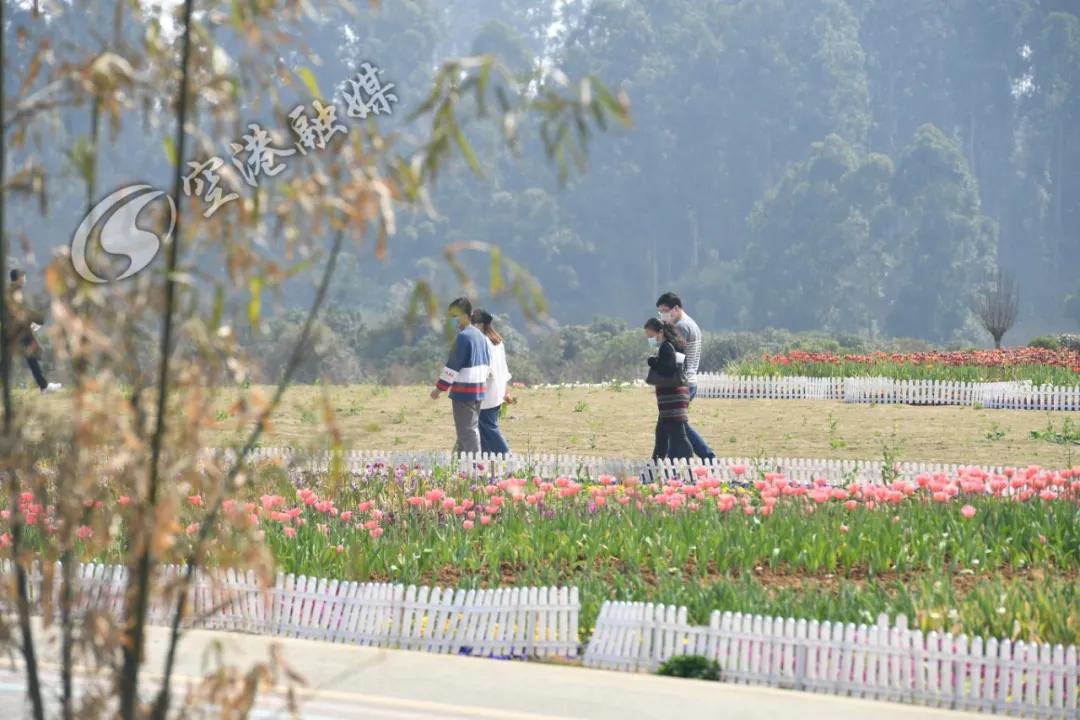 空港花田今天收门票吗,空港花田19.9门票