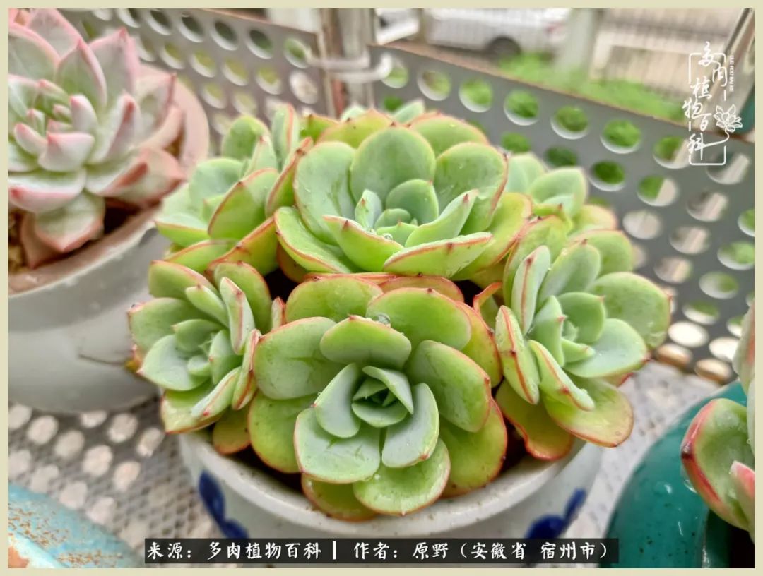 梅雨袭,酷暑至,多肉进入历劫季