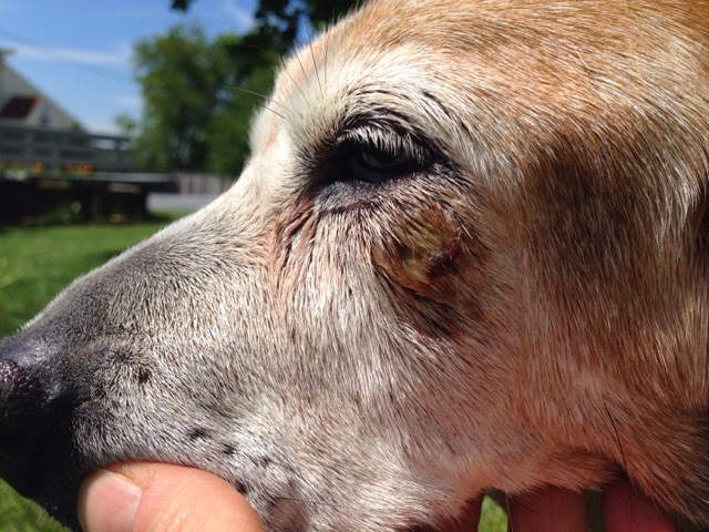 狗狗受伤了怎么办,狗狗受伤了应该怎么办